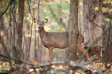 This white tailed deer with others behind it, observes the photographer's actions in late October within the Pike Lake Unit, Kettle Moraine State Forest, Hartford, Wisconsin