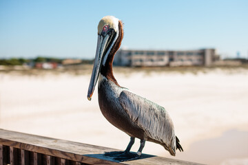 Pelican on Fishing Pier     Brown Pelican standing on the fishing pier at Gulf State Park, Gulf Shores, Alabama