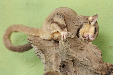 A young sugar glider is preying on a cricket. This mammal has the scientific name Petaurus...