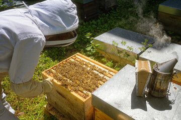 Abeilles dans leur ruche chez un apiculteur
