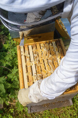 Abeilles dans leur ruche chez un apiculteur