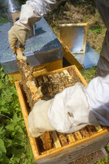 Abeilles dans leur ruche chez un apiculteur