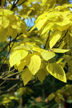 Macro image of Golden Indian bean tree foliage, Derbyshire England
