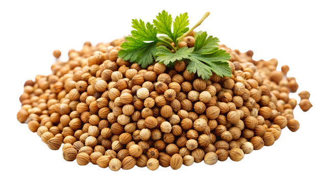 Healthy spice coriander seed on transparent background