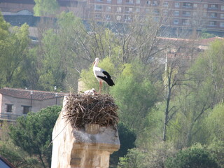 コウノトリ