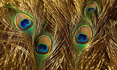 Fototapeta premium Peacock feather with three blue eyes
