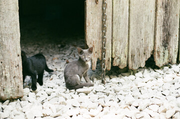 Kitten in front of Barn