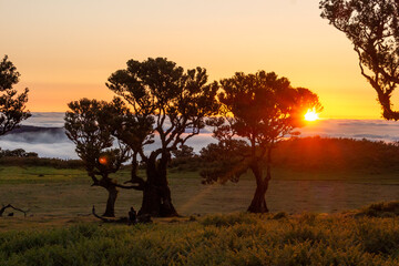 Trees of Fanal Forest at Sunset and Cloud Inversion. Golden Hour. Madeira, Portugal.