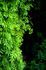 Sword Fern (Fishbone Fern) in the rainforest on black background.Vertical.