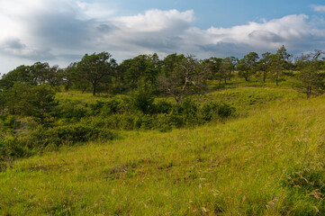 Obraz premium Naturschutz- und Landschaftsschutzgebiet Höhfeldplatte bei Thüngersheim, Landkreis Main-Spessart, Unterfranken, Bayern, Deutschland