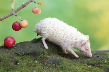 Obraz premium A young hedgehog is eating a ripe Barbados cherry that fell to the ground. This mammal has the scientific name Atelerix albiventris.