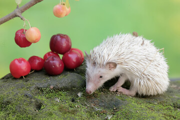 A young hedgehog is eating a ripe Barbados cherry that fell to the ground. This mammal has the...