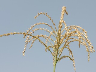 Naklejka premium male flower of maize plant.Zea mays L Male flower in the garden.maize male flower pattern