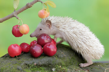A young hedgehog is eating a ripe Barbados cherry that fell to the ground. This mammal has the...