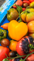 organic tomatoes of different colors and varieties close-up selective focus