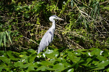Heron Amidst Lush Greenery