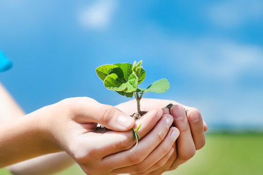 Celebrating Ukraine's Independence Day With Symbolic Planting Ceremony on Flag Day