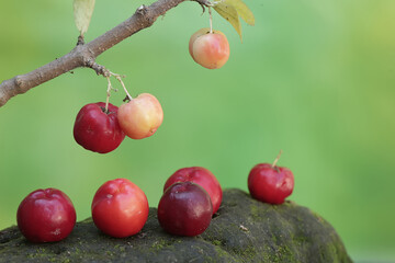 The beauty of a branch of a barbados cherry tree filled with fruit ready to be harvested. This plant has the scientific name Malpighia emarginata.