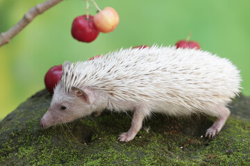 A young hedgehog is eating a ripe Barbados cherry that fell to the ground. This mammal has the...