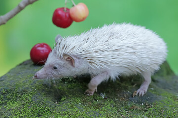 A young hedgehog is eating a ripe Barbados cherry that fell to the ground. This mammal has the scientific name Atelerix albiventris.