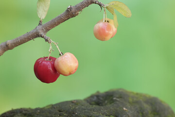 The beauty of a branch of a barbados cherry tree filled with fruit ready to be harvested. This plant has the scientific name Malpighia emarginata.