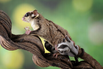 Sugar glider with her baby isolated on black (Petaurus breviceps)