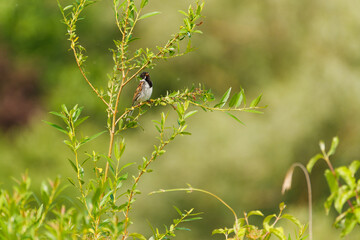 Rohrammer, Emberiza schoeniclus