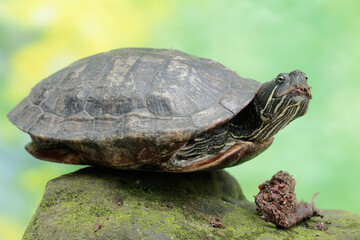 A red eared slider tortoise is eating anthurium seeds. This reptile has the scientific name...