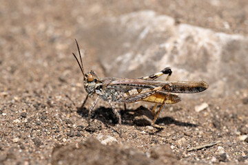 Schlanke Ödlandschrecke // Slender burrowing grasshopper (Acrotylus patruelis) - Strofilia, Peloponnes, Griechenland