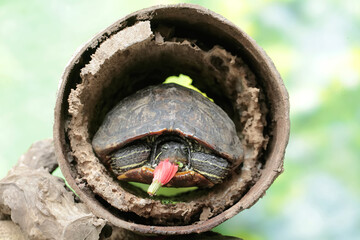 A red eared slider tortoise is looking for food in a rotten wooden hole on the river bank. This reptile has the scientific name Trachemys scripta elegans.