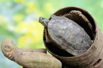 A red eared slider tortoise is looking for food in a rotten wooden hole on the river bank. This...