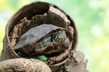 A red eared slider tortoise is looking for food in a rotten wooden hole on the river bank. This reptile has the scientific name Trachemys scripta elegans.