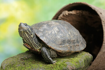 A red eared slider tortoise is looking for food in a rotten wooden hole on the river bank. This reptile has the scientific name Trachemys scripta elegans.
