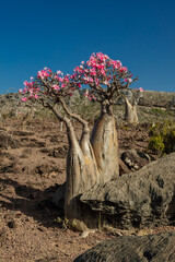Blooming desert rose- know as bottle tree - one of the symbols of Socotra-a unique island with unique plants and landscapes.