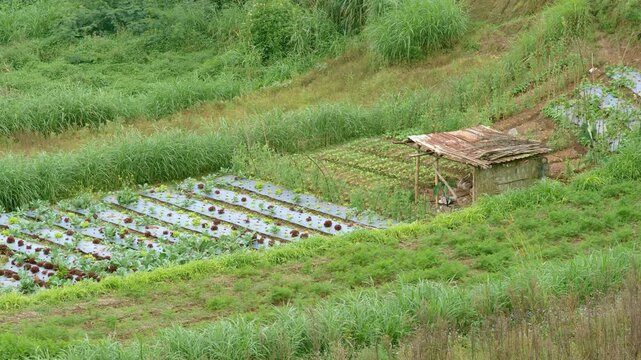 Traditional Intercropped Vegetable Gardens and Rustic Huts in the Mountains at Sunset - Serene Evening View.