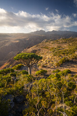Firmihin Dragon`s Blood Tree Forest in Socotra- the only one of its kind in the world. Symbol of the island Socotra