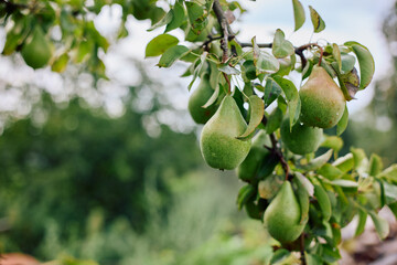Appetizing pears on a branch in a home garden after rain