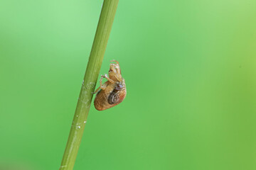 A bird dropping spider is hunting for prey in wild plant flowers. This insect has the scientific name Cyrtarachne perspicillata.