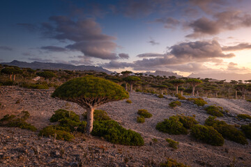 Firmihin Dragon`s Blood Tree Forest in Socotra- the only one of its kind in the world. Symbol of...