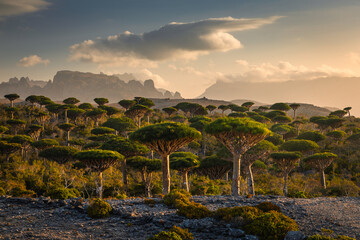 Firmihin Dragon`s Blood Tree Forest in Socotra- the only one of its kind in the world. Symbol of the island Socotra