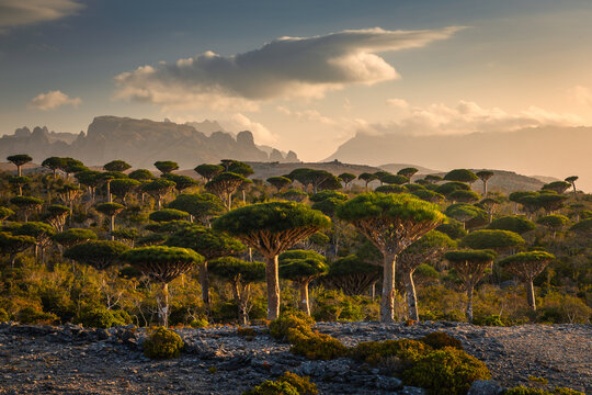 Firmihin Dragon`s Blood Tree Forest in Socotra- the only one of its kind in the world. Symbol of the island Socotra