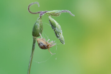 A bird dropping spider is hunting for prey in wild plant flowers. This insect has the scientific name Cyrtarachne perspicillata.