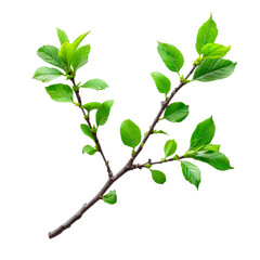 Spring twig with green leaves. PNG element isolated on transparent background.