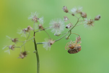 A bird dropping spider is hunting for prey in wild plant flowers. This insect has the scientific name Cyrtarachne perspicillata.