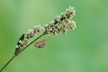 A bird dropping spider is hunting for prey in wild plant flowers. This insect has the scientific name Cyrtarachne perspicillata.