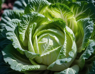 Obraz premium A detailed close-up of a fresh white green cabbage shows the intricate patterns of its leaves, veined textures, and the subtle shades of green that darken towards the outer layers. Natural beauty.