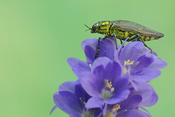 A jewel beetle from the family buprestidae is looking for food in wildflowers. This insect has the scientific name Chrysochroa fulminans.
