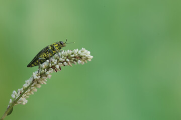 A jewel beetle from the family buprestidae is looking for food in wildflowers. This insect has the scientific name Chrysochroa fulminans.