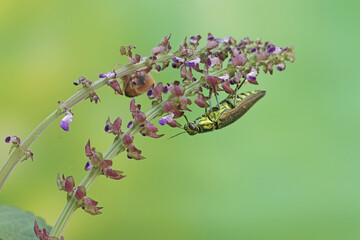 A jewel beetle from the family buprestidae is looking for food in wildflowers. This insect has the scientific name Chrysochroa fulminans.