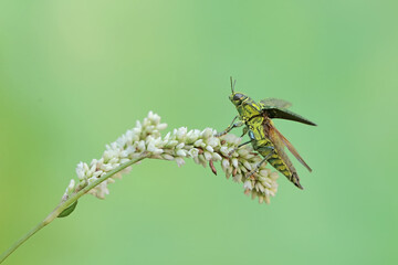 A jewel beetle from the family buprestidae is looking for food in wildflowers. This insect has the scientific name Chrysochroa fulminans.
